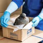 Ce qu’il ne faut surtout pas envoyer par la poste : un guide essentiel